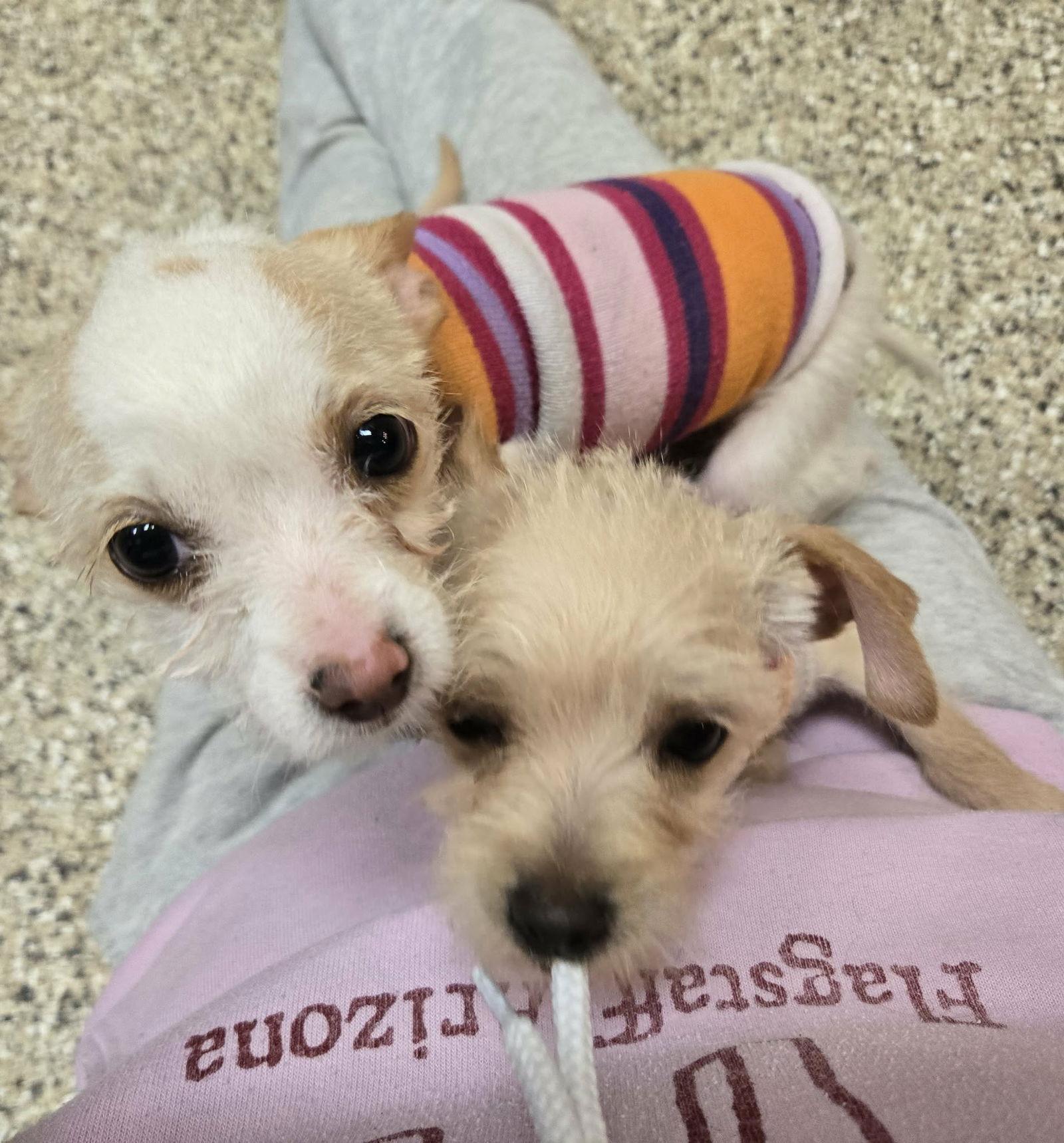 Joey, Adopted, Puppy Male Terrier & Chihuahua.