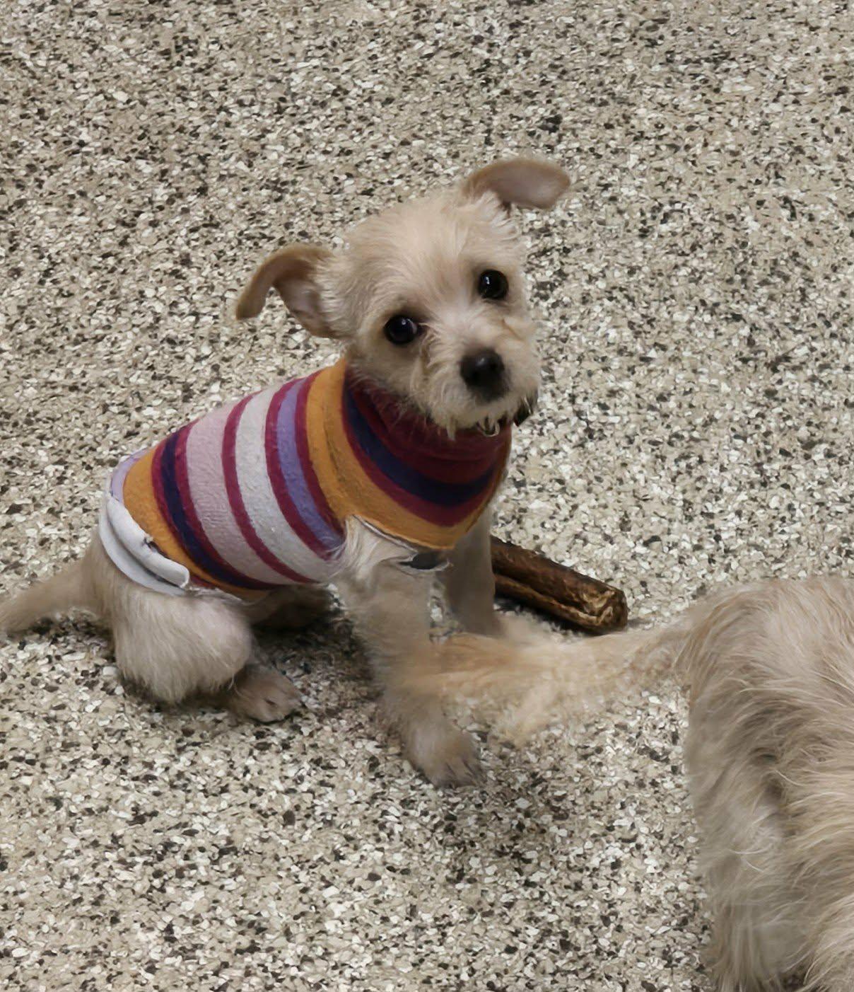 Enlarge Joey, a Adopted mixed breed in Castle Rock, CO image 2/3