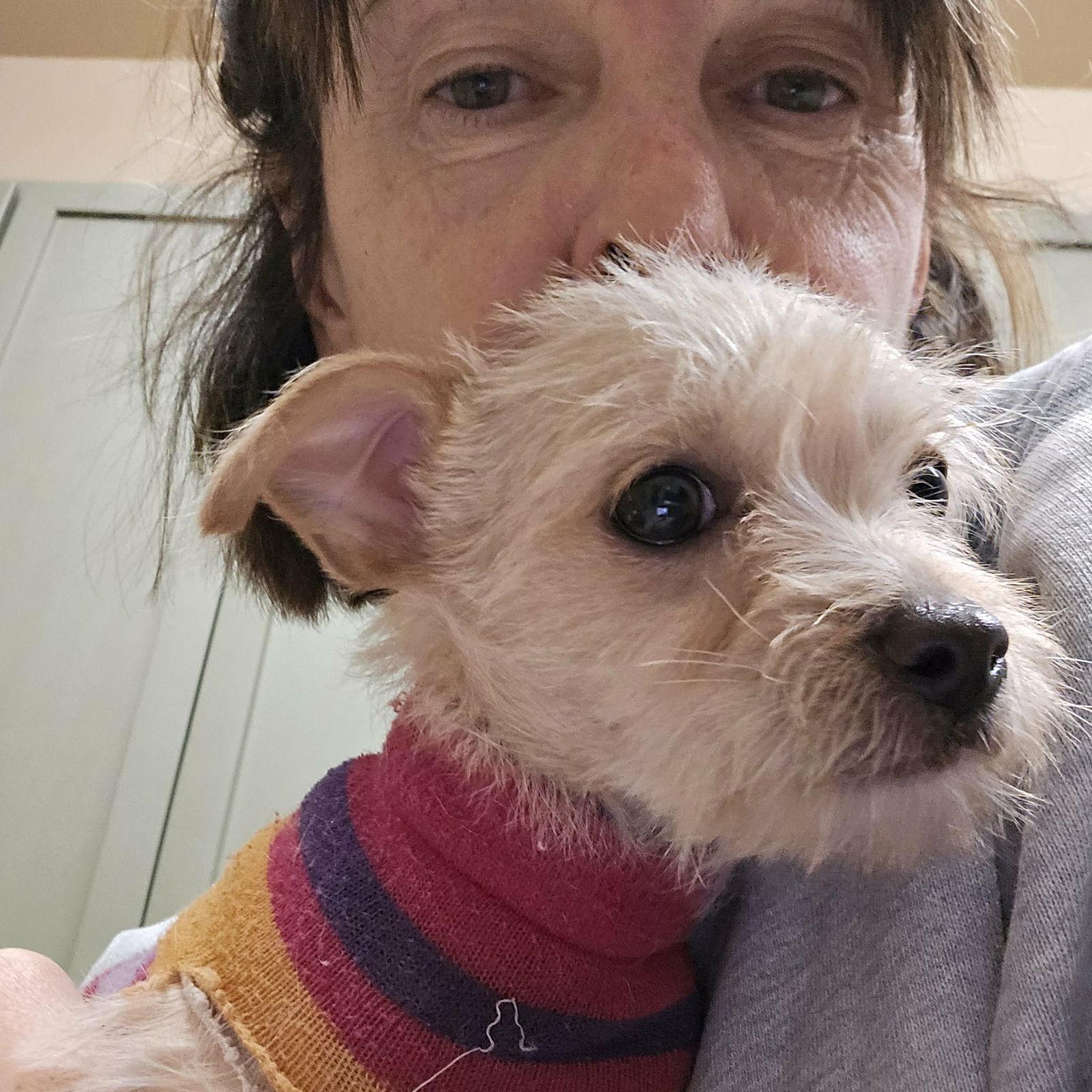 Enlarge Joey, a Adopted mixed breed in Castle Rock, CO image 3/3