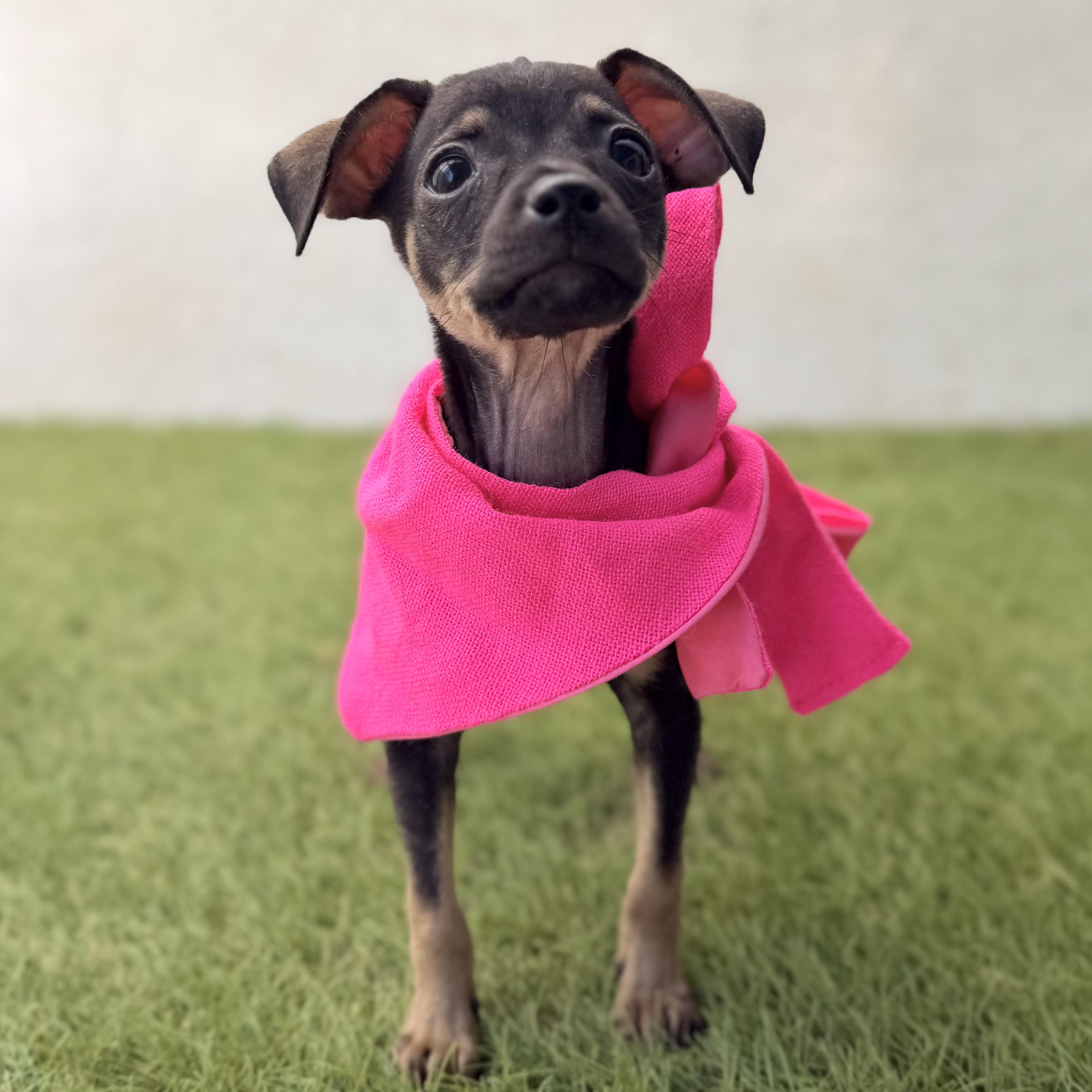Enlarge WINKY, an adopted mixed breed in La Jolla, CA image 2/5