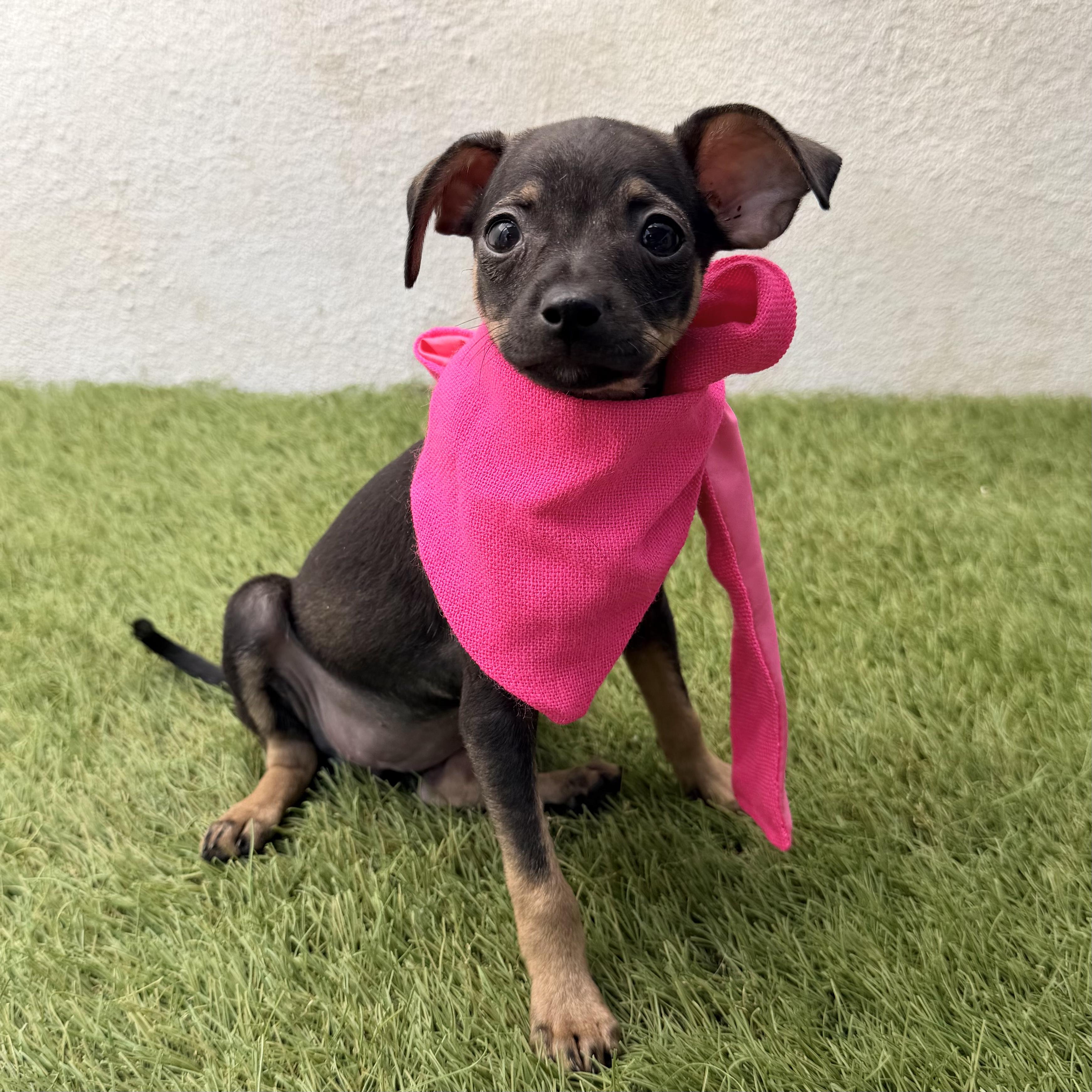 Enlarge WINKY, an adopted mixed breed in La Jolla, CA image 4/5
