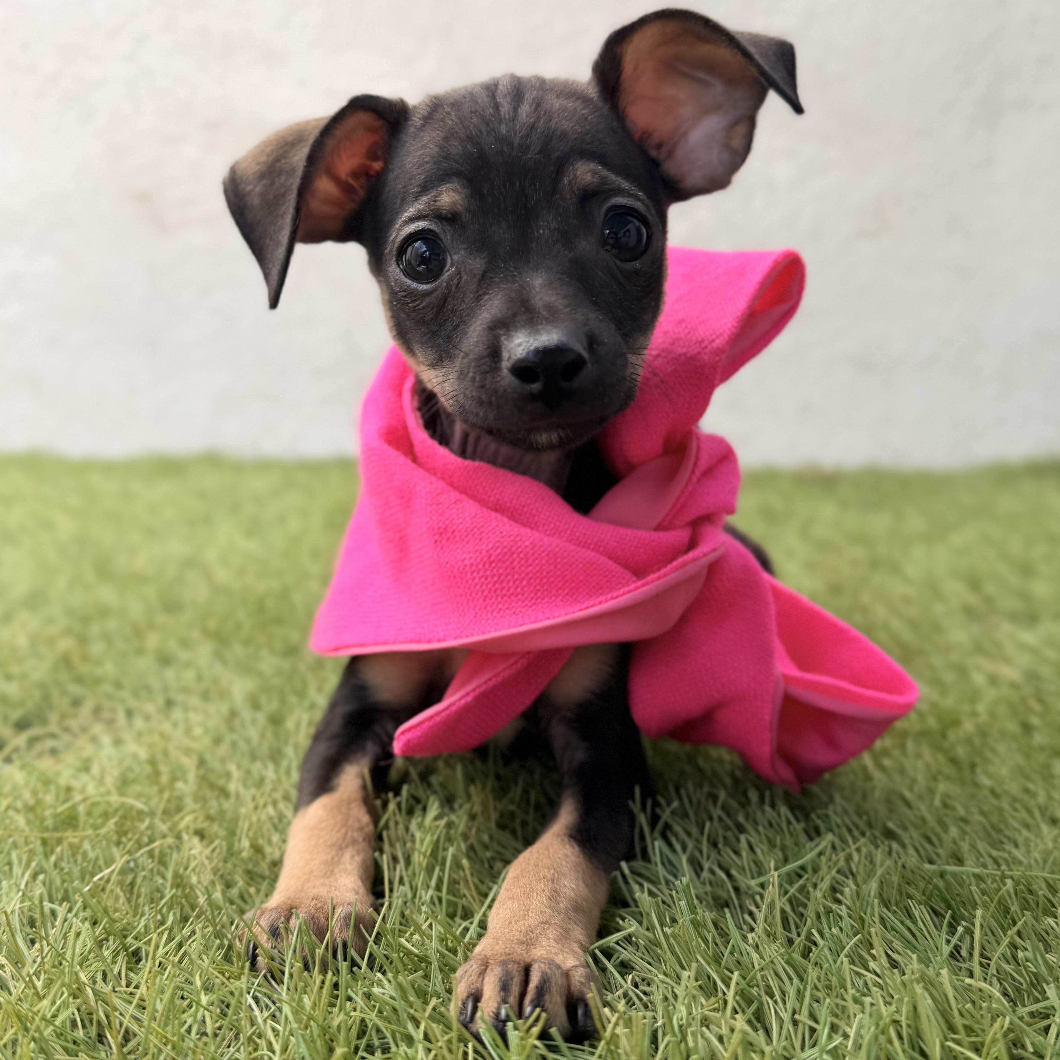 WINKY, adopted, Puppy Female Chihuahua.