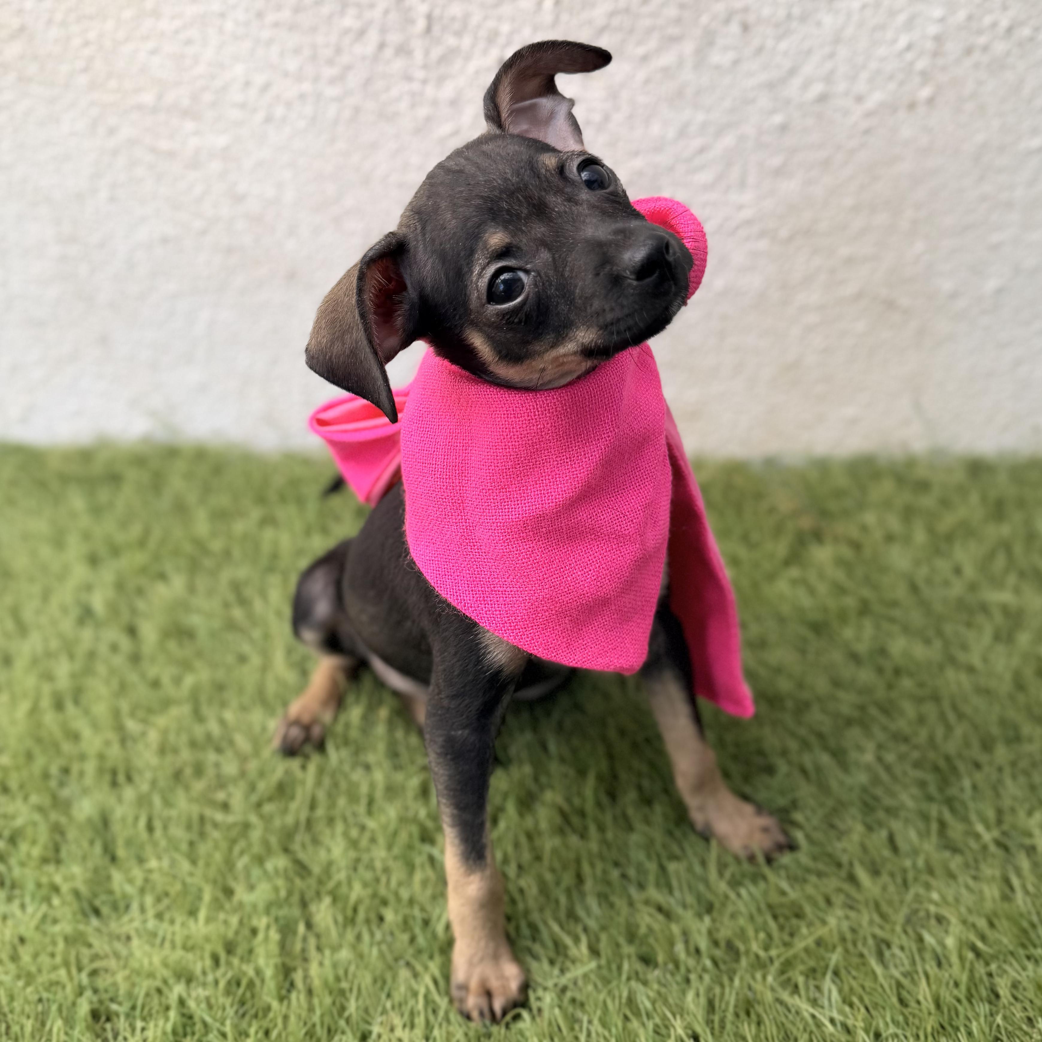 Enlarge WINKY, an adopted mixed breed in La Jolla, CA image 3/5