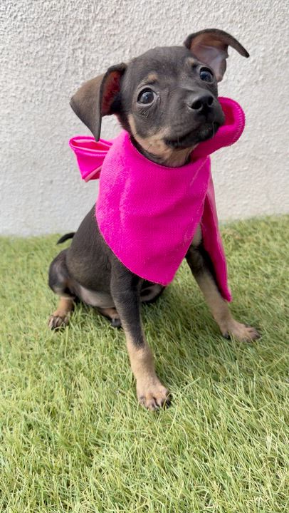 Enlarge WINKY, an adopted mixed breed in La Jolla, CA video 5/5