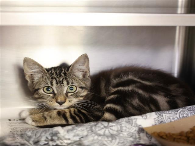 Enlarge A512940, a Adoptable Domestic Short Hair in Wilmington, NC image 1/1