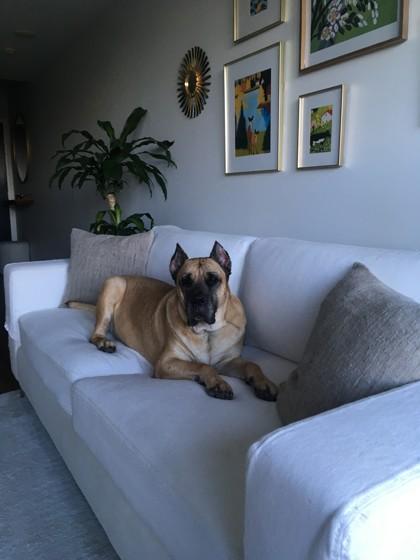 Enlarge Priscilla, a ADOPTABLE Mixed Breed in Toronto, ON image 3/3