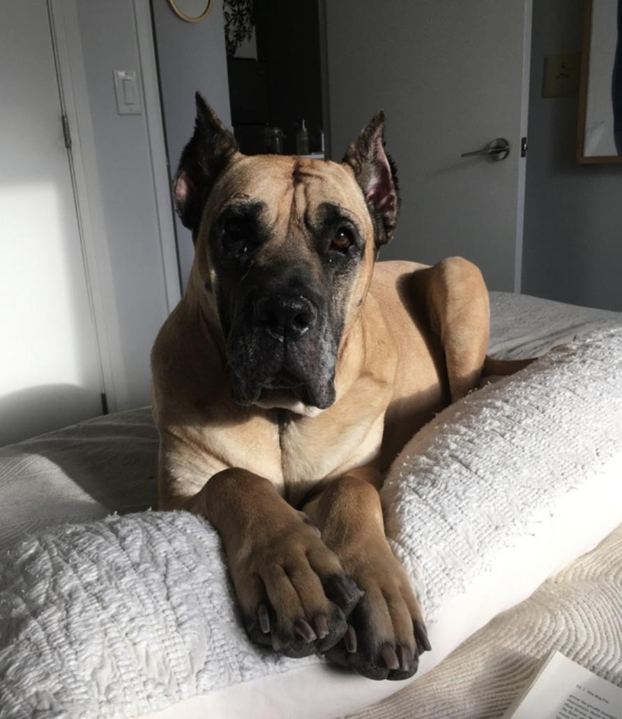 Priscilla, a ADOPTABLE mixed breed in Toronto, ON image 1/4