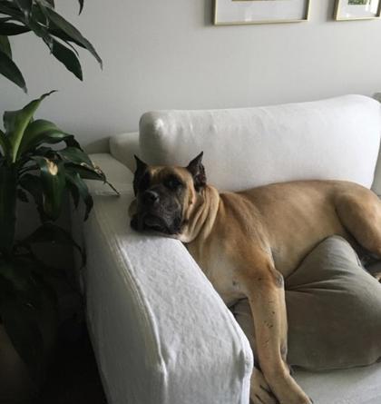 Enlarge Priscilla, a ADOPTABLE Mixed Breed in Toronto, ON image 1/3