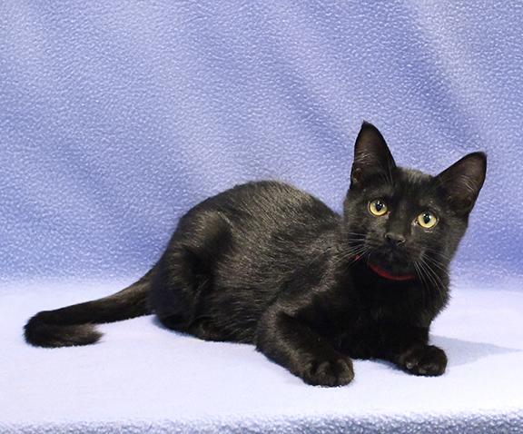 Enlarge Aldi, a Adoptable Domestic Short Hair in Overland Park, KS image 3/3