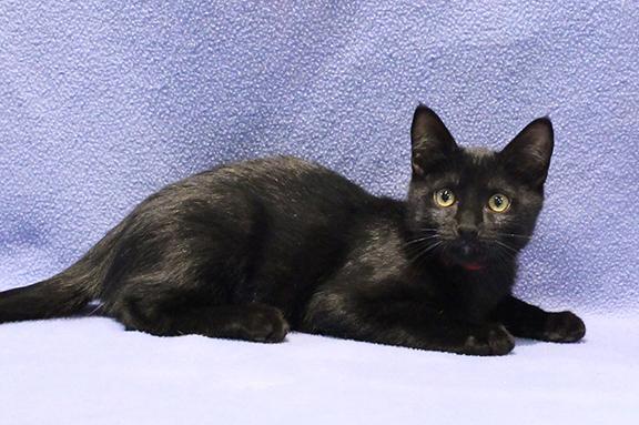 Enlarge Aldi, a Adoptable Domestic Short Hair in Overland Park, KS image 2/3