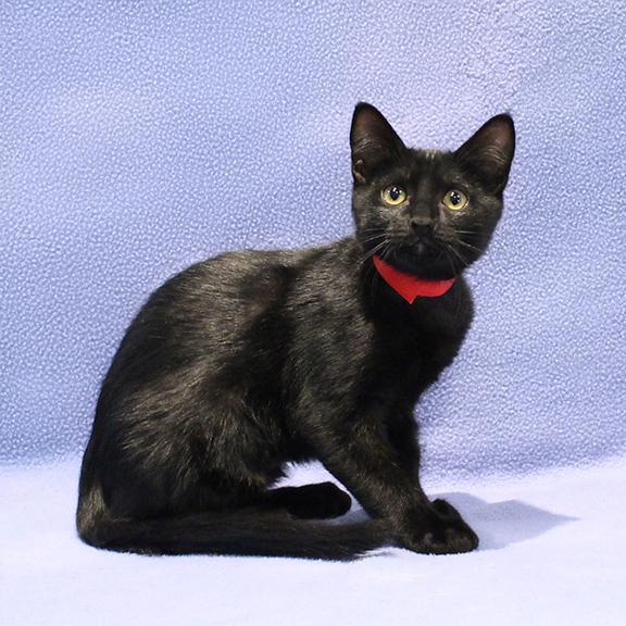Aldi, Adoptable, Kitten Female Domestic Short Hair.