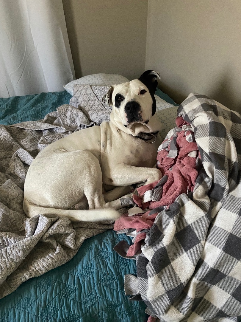 Enlarge Cash, a Adoptable American Bulldog in Bixby, OK image 2/6