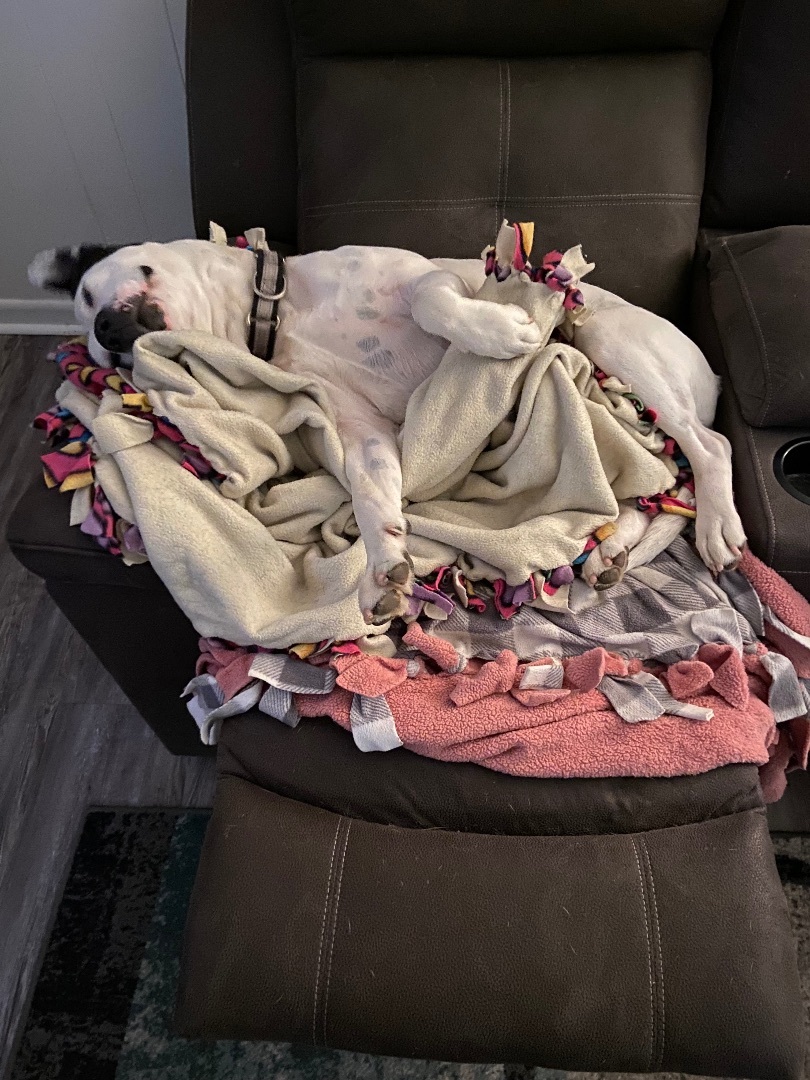 Enlarge Cash, a Adoptable American Bulldog in Bixby, OK image 3/6