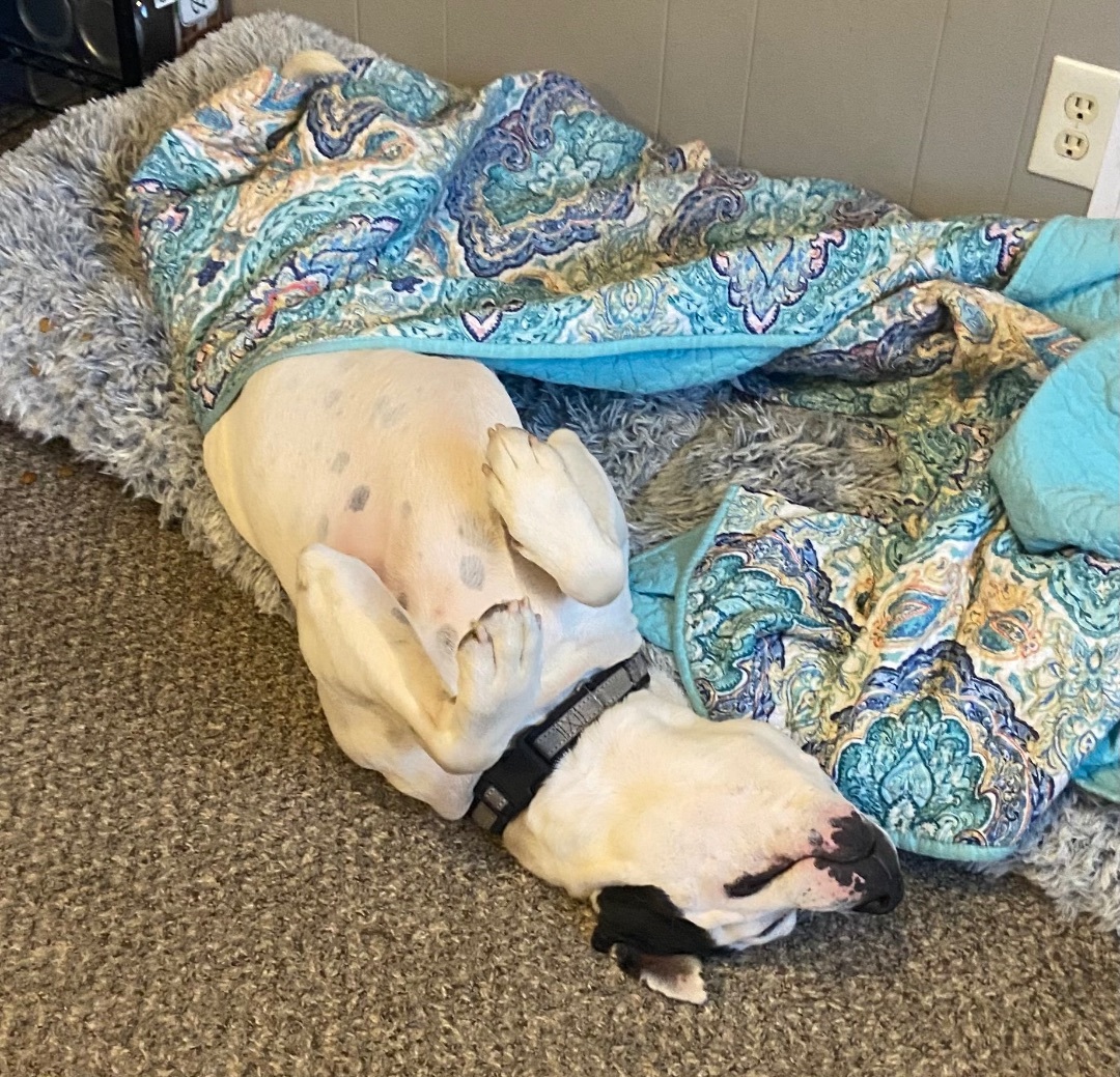 Enlarge Cash, a Adoptable American Bulldog in Bixby, OK image 4/6
