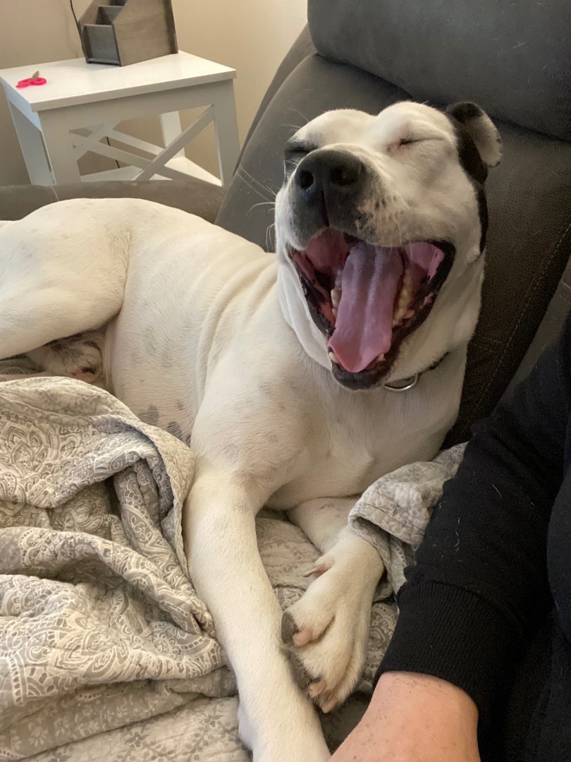 Enlarge Cash, a Adoptable American Bulldog in Bixby, OK image 1/6