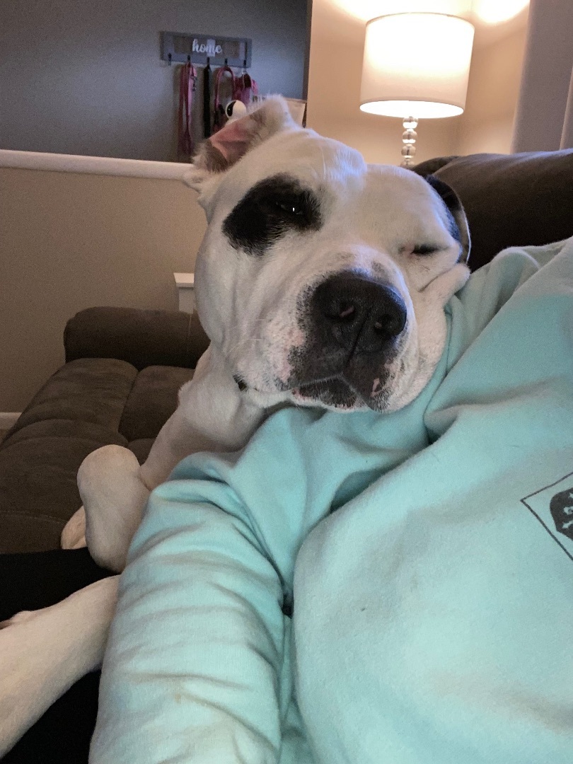 Enlarge Cash, a Adoptable American Bulldog in Bixby, OK image 5/6