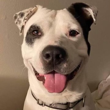 Enlarge Cash, a Adoptable American Bulldog in Bixby, OK image 6/6