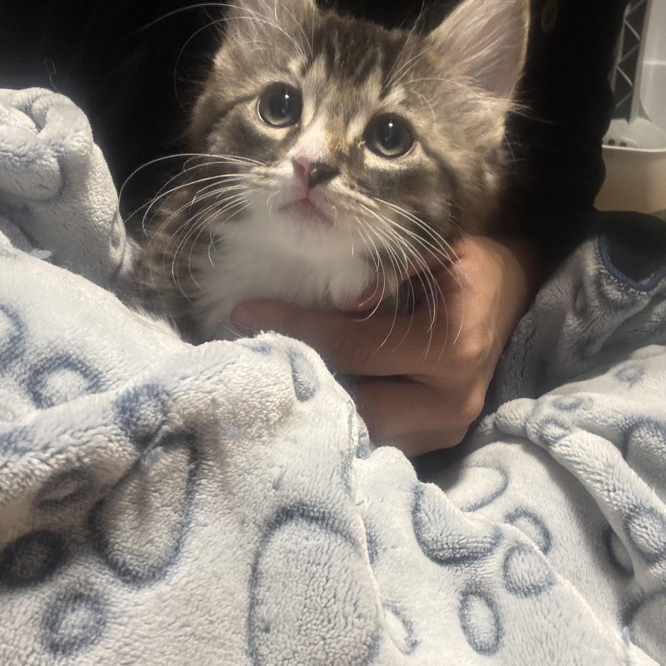 Enlarge Charlie (Sen Zhou), a Adoptable Domestic Short Hair in Montreal, QC image 2/6
