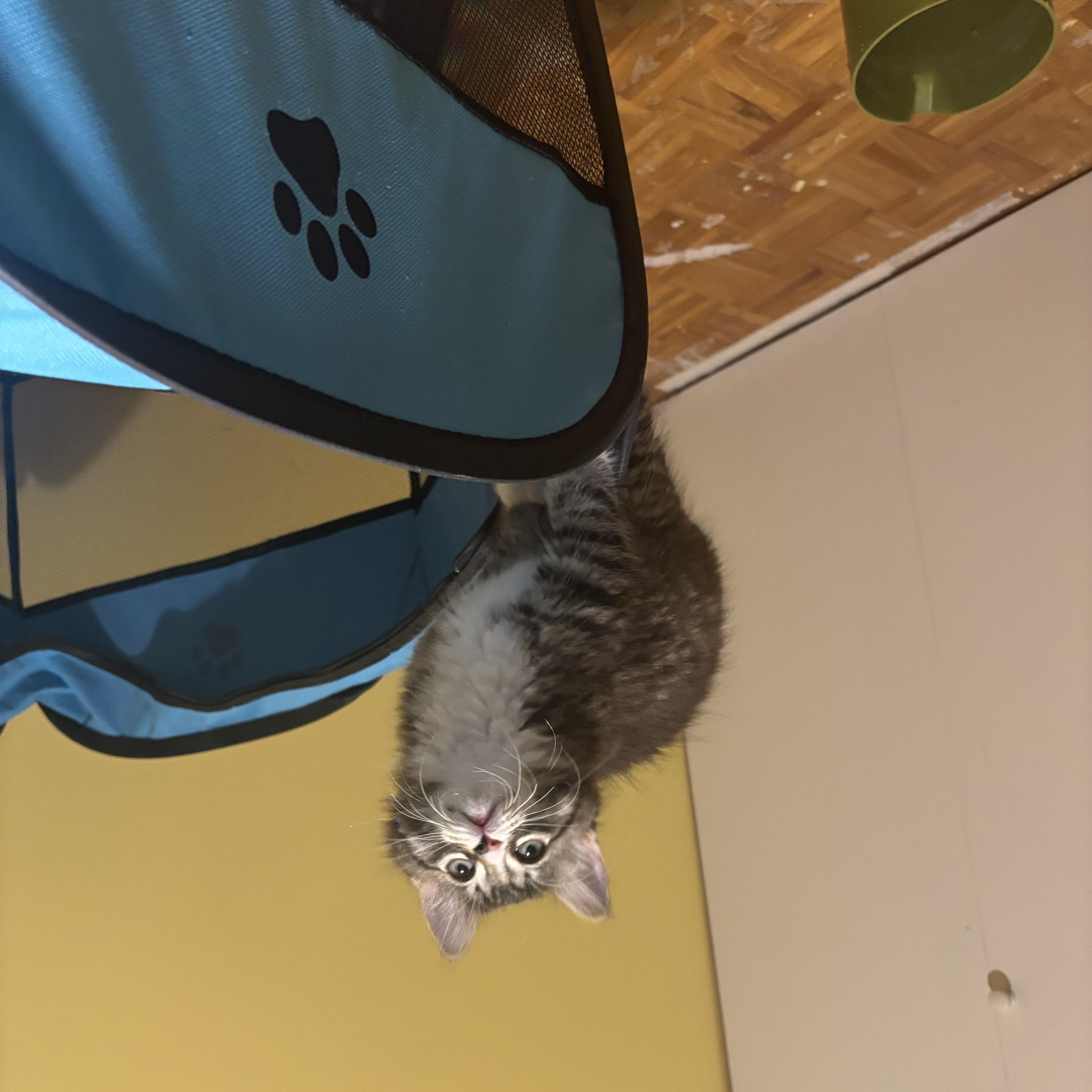 Enlarge Charlie (Sen Zhou), a Adoptable Domestic Short Hair in Montreal, QC image 3/6