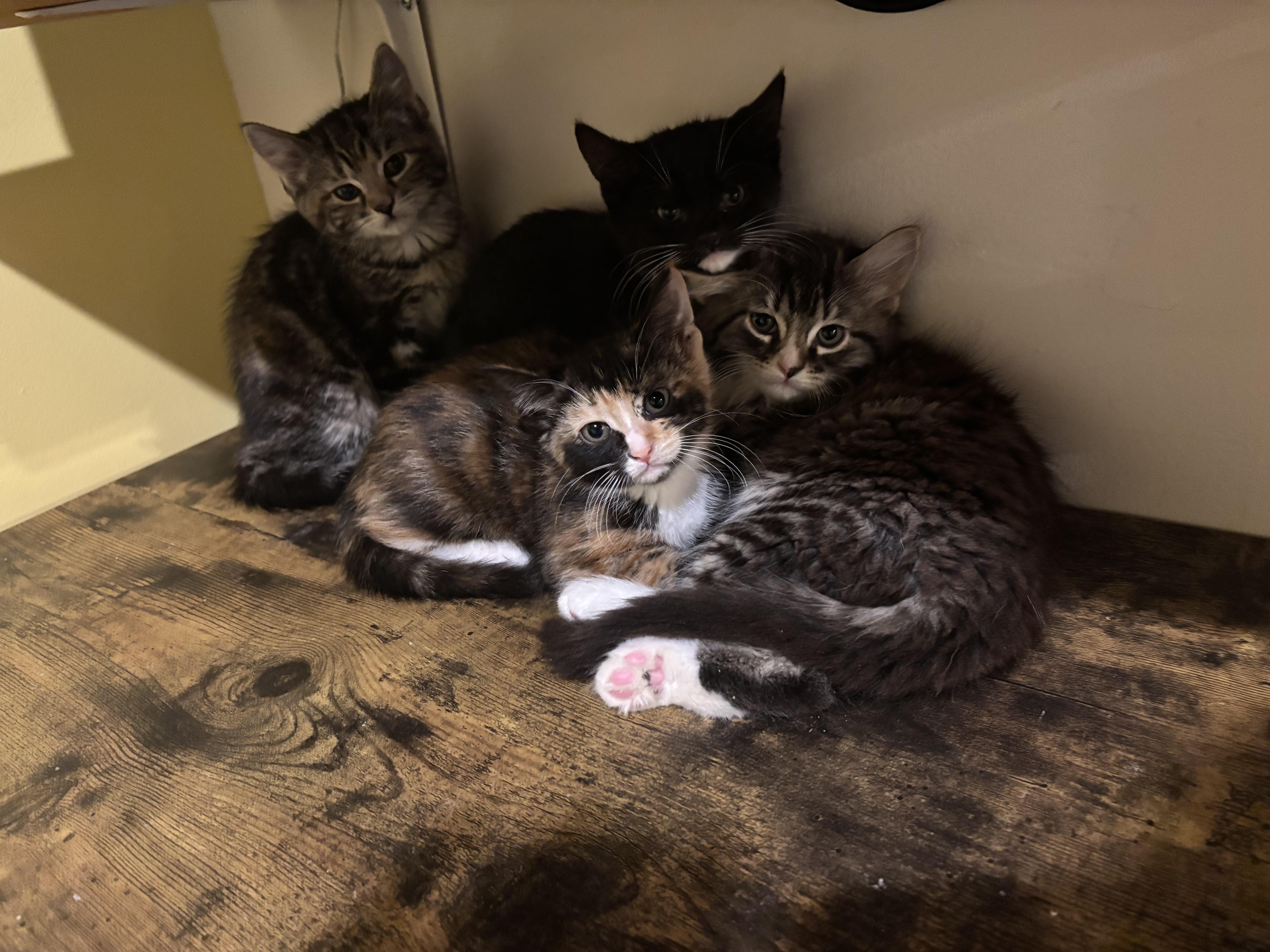 Enlarge Charlie (Sen Zhou), a Adoptable Domestic Short Hair in Montreal, QC image 4/6