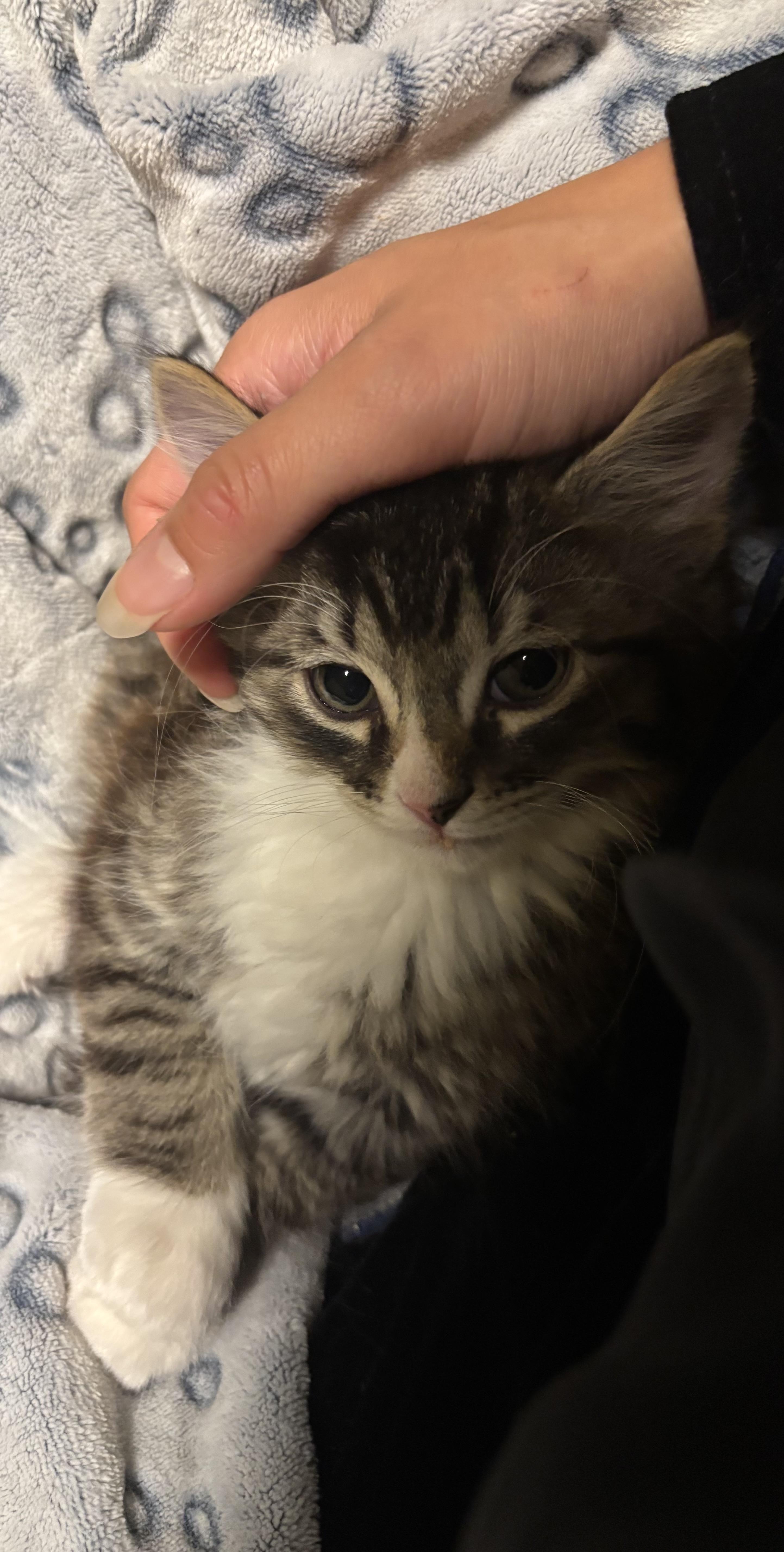 Enlarge Charlie (Sen Zhou), a Adoptable Domestic Short Hair in Montreal, QC image 6/6