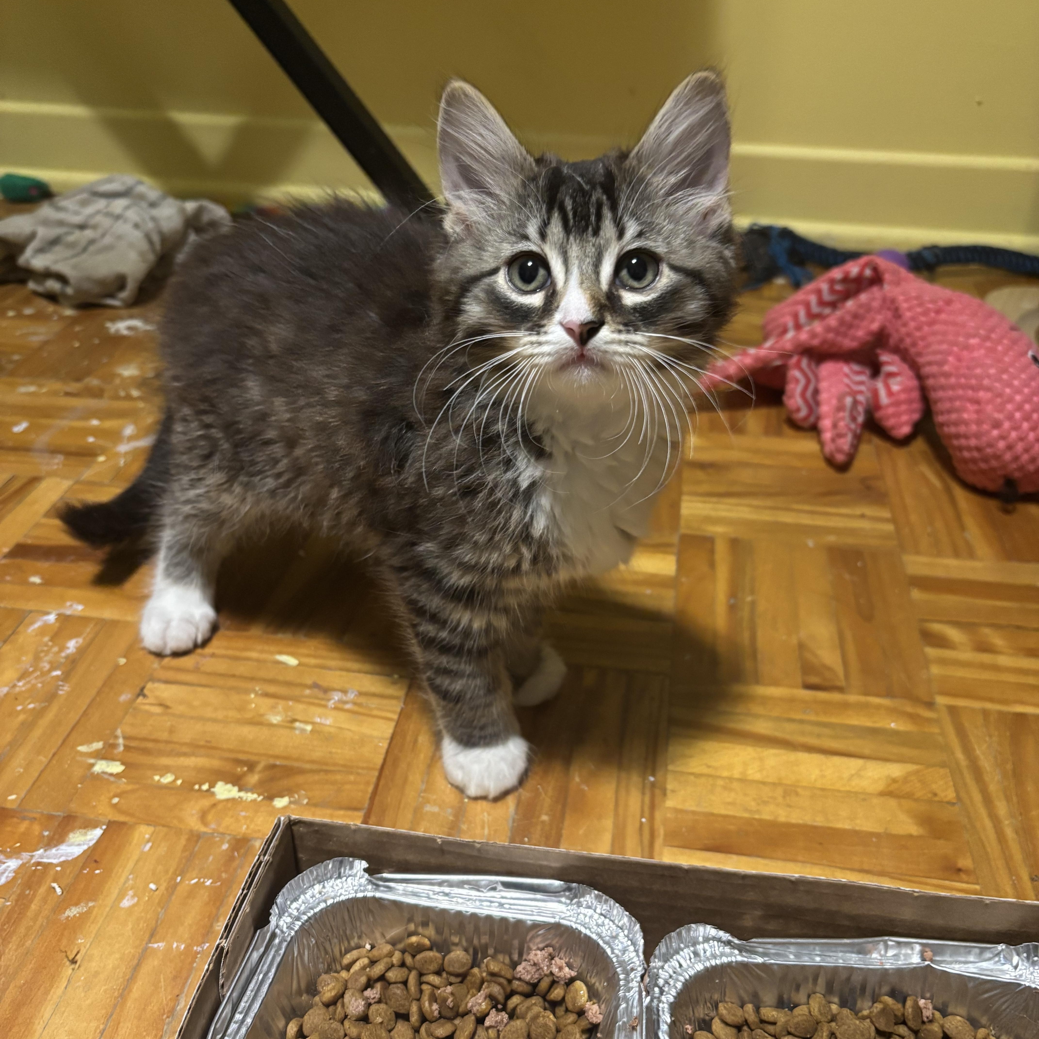 Charlie (Sen Zhou), Adoptable, Kitten Male Domestic Short Hair.