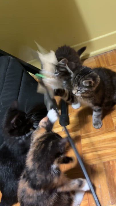 Enlarge Charlie (Sen Zhou), a Adoptable Domestic Short Hair in Montreal, QC video 5/6