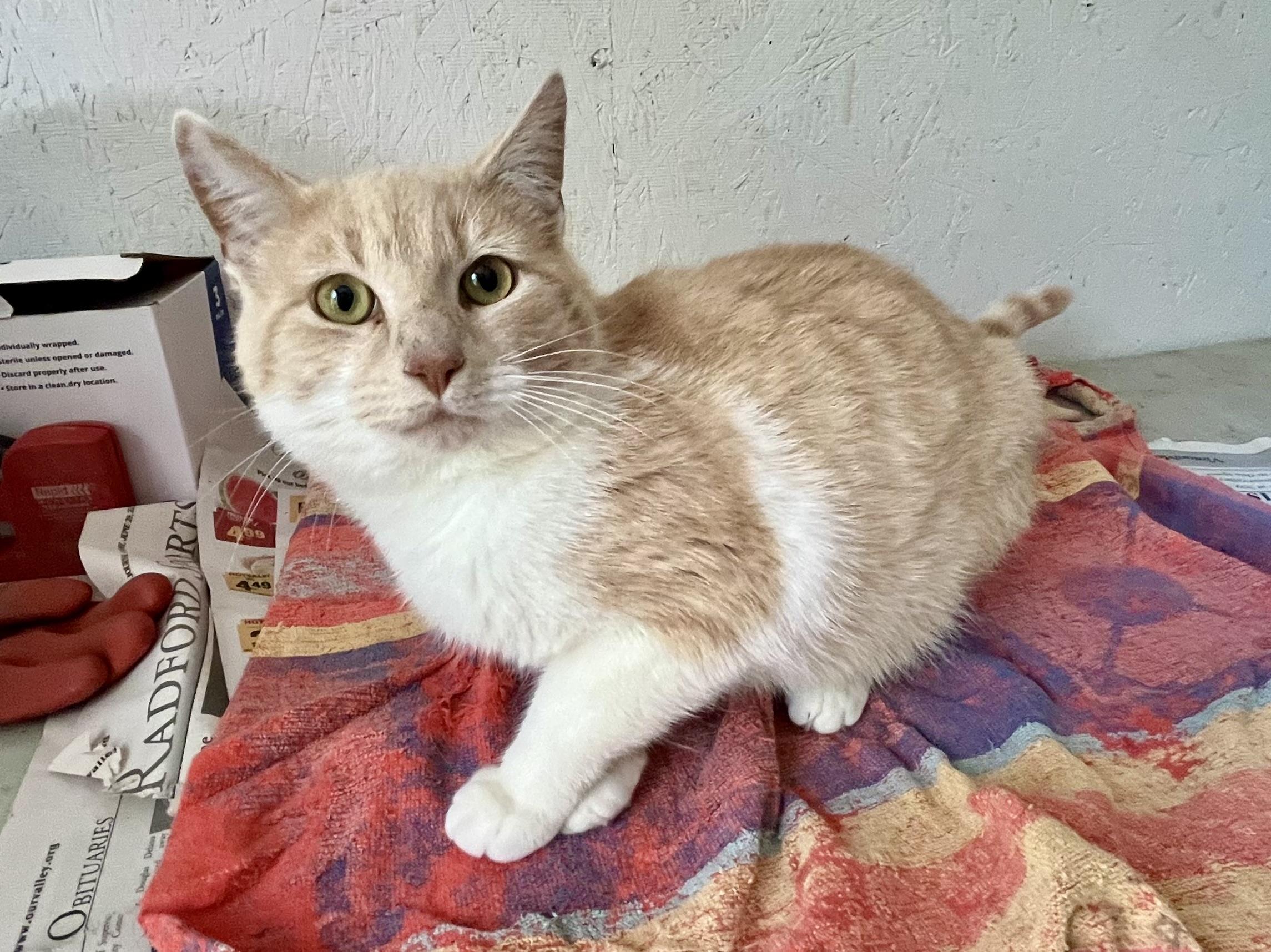 Enlarge Jacob, an adopted Domestic Short Hair in Stuart, VA image 1/1