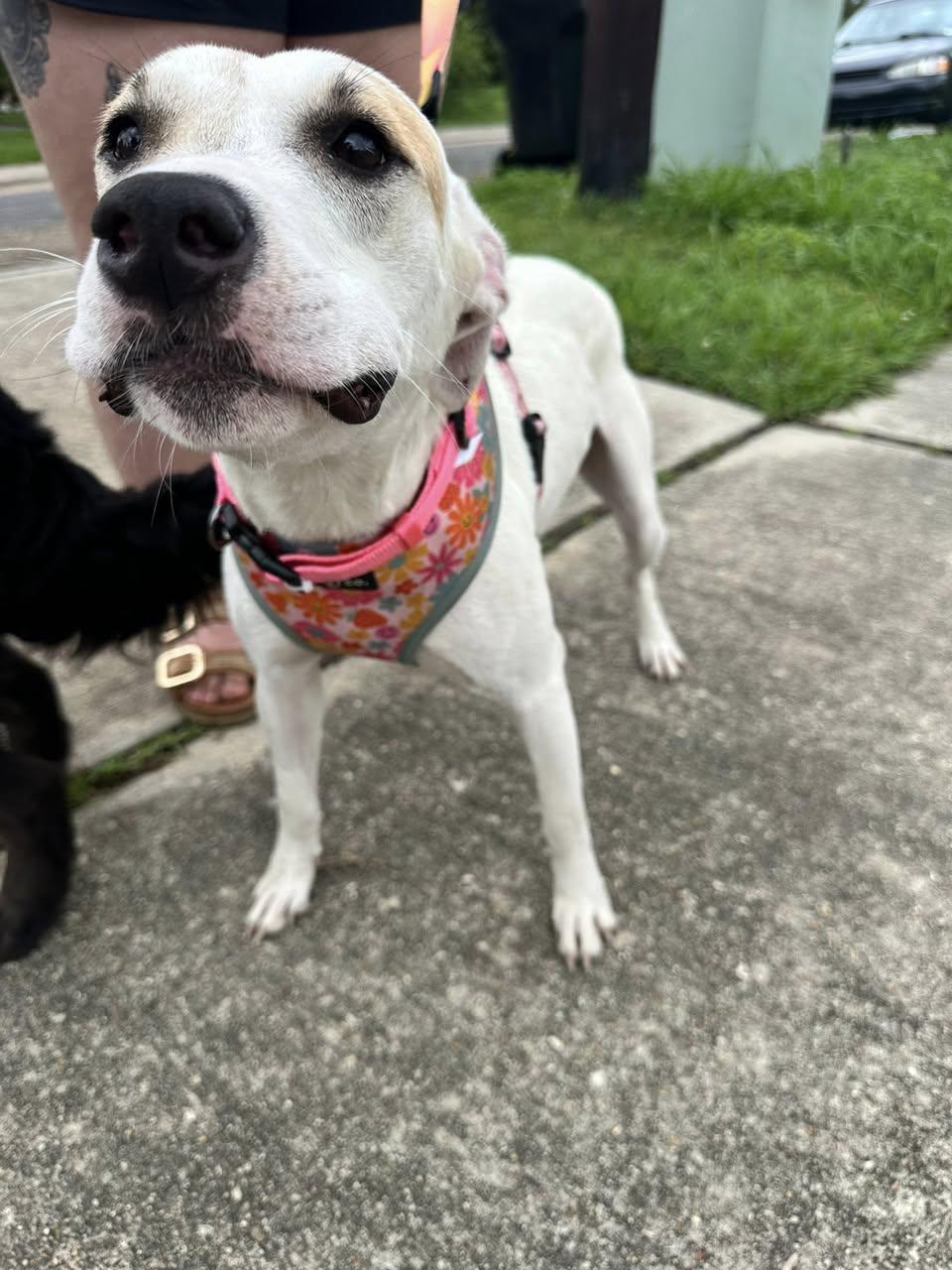 Brulee, Adoptable, Young Female Terrier.