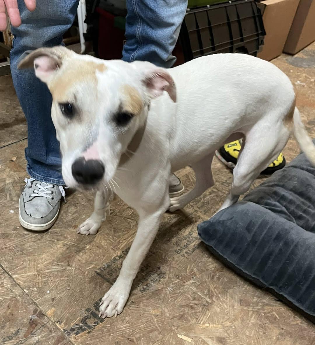 Brulee, a Adoptable mixed breed in Jefferson , LA image 2/4