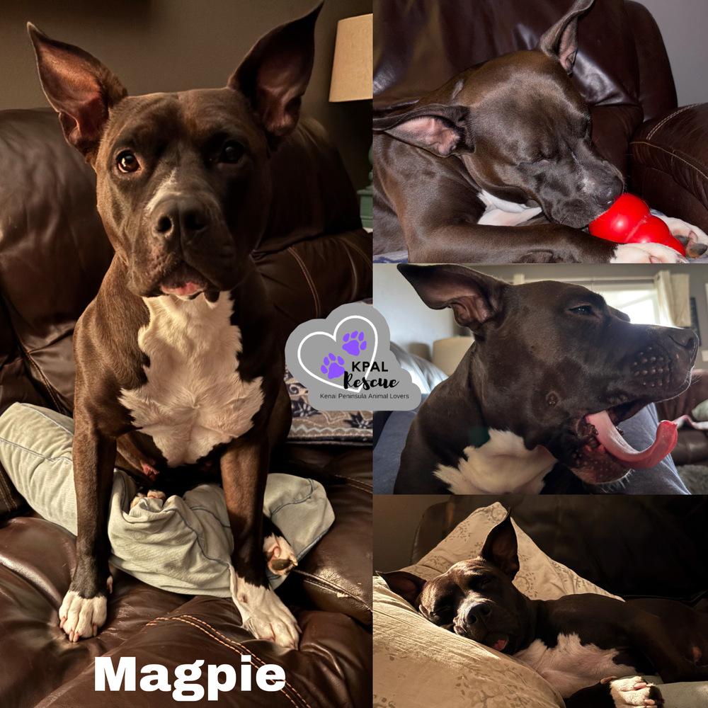 Magpie, Adoptable, Adult Female Pit Bull Terrier & Mixed Breed.