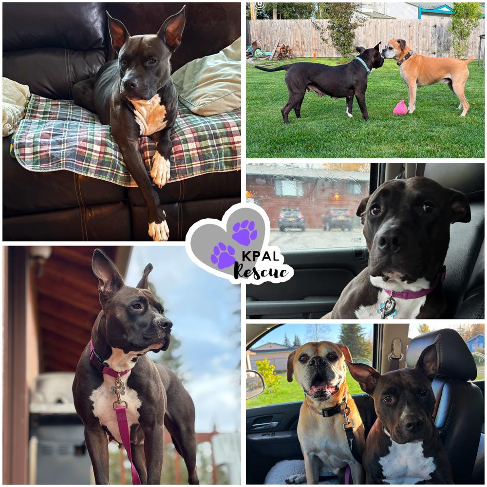 Magpie, a Adoptable mixed breed in Kenai, AK image 5/6