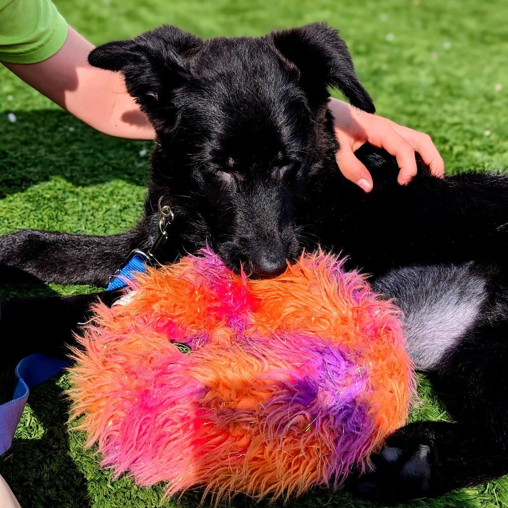 Lizzy, Adoptable, Puppy Female Labrador Retriever & Standard Poodle.