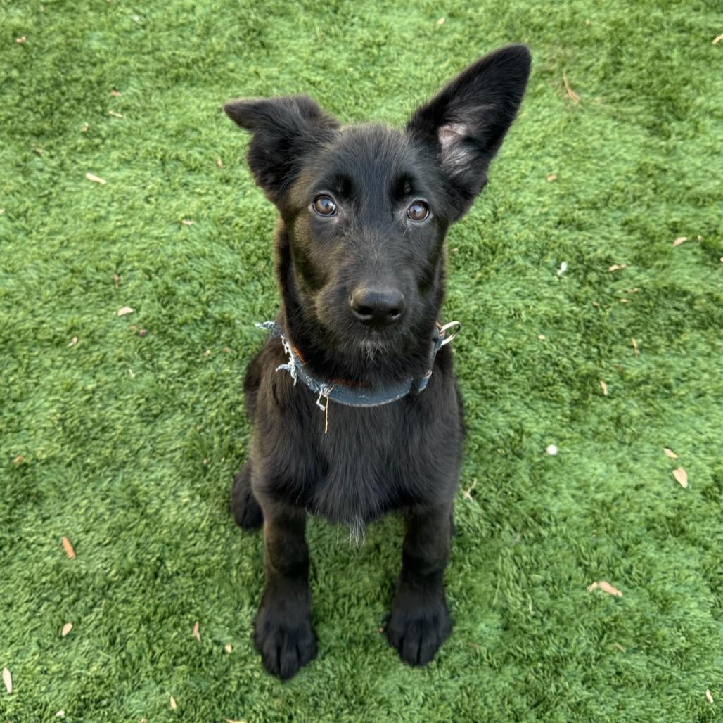 Lizzy, a Adoptable mixed breed in Naperville, IL image 5/6