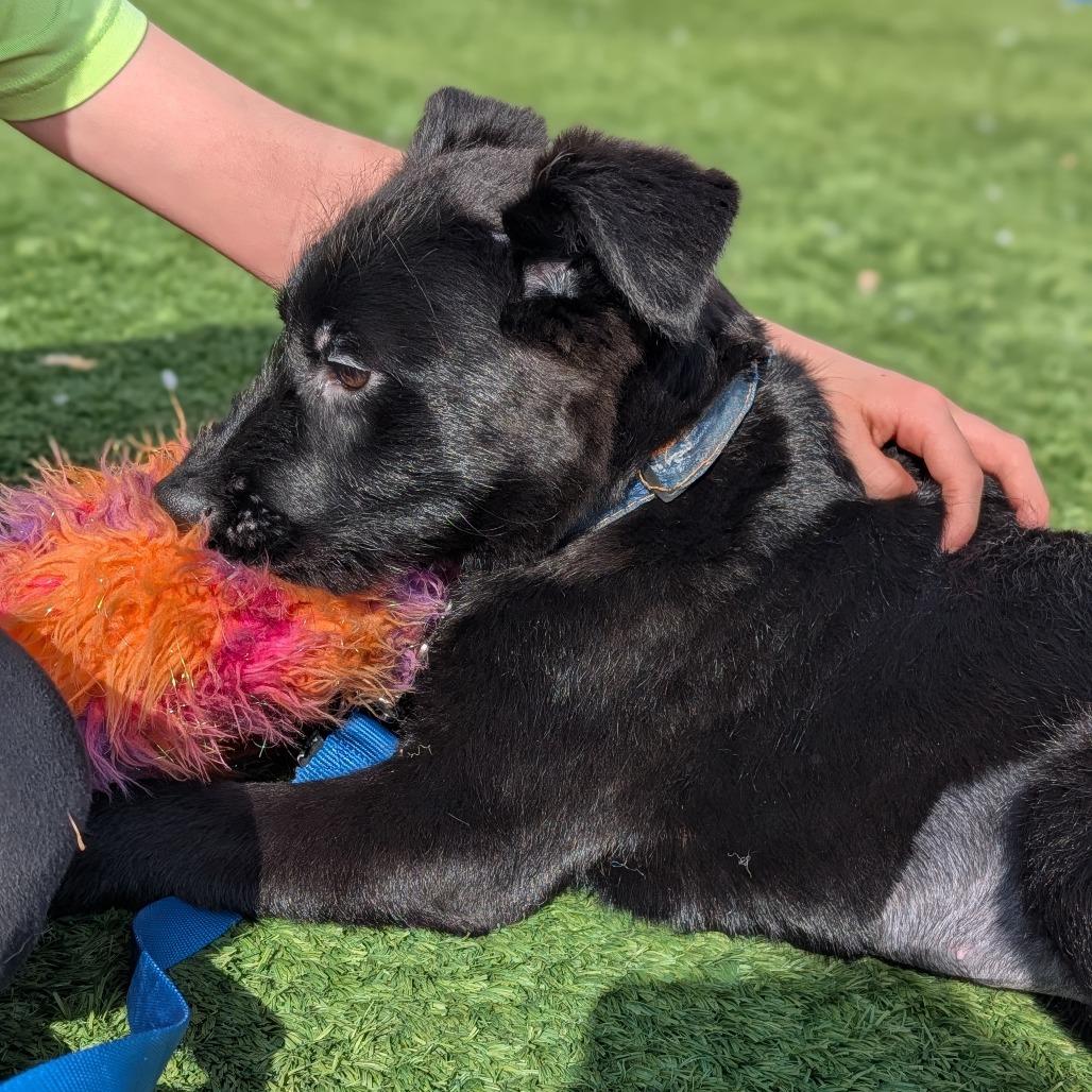 Lizzy, a Adoptable mixed breed in Naperville, IL image 6/6