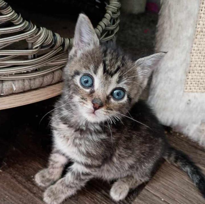 Enlarge Spicy Nugget, a Adoptable Domestic Short Hair in Statesville, NC image 1/2