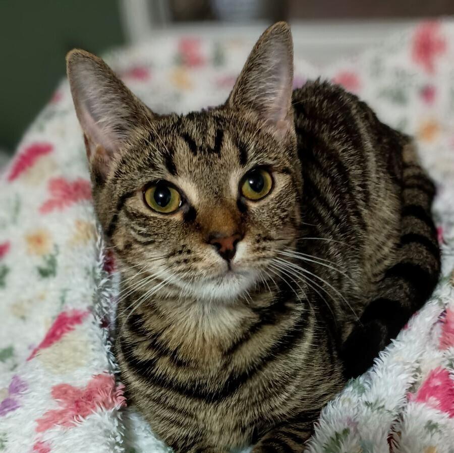 Enlarge Spicy Nugget, a Adoptable Domestic Short Hair in Statesville, NC image 2/2