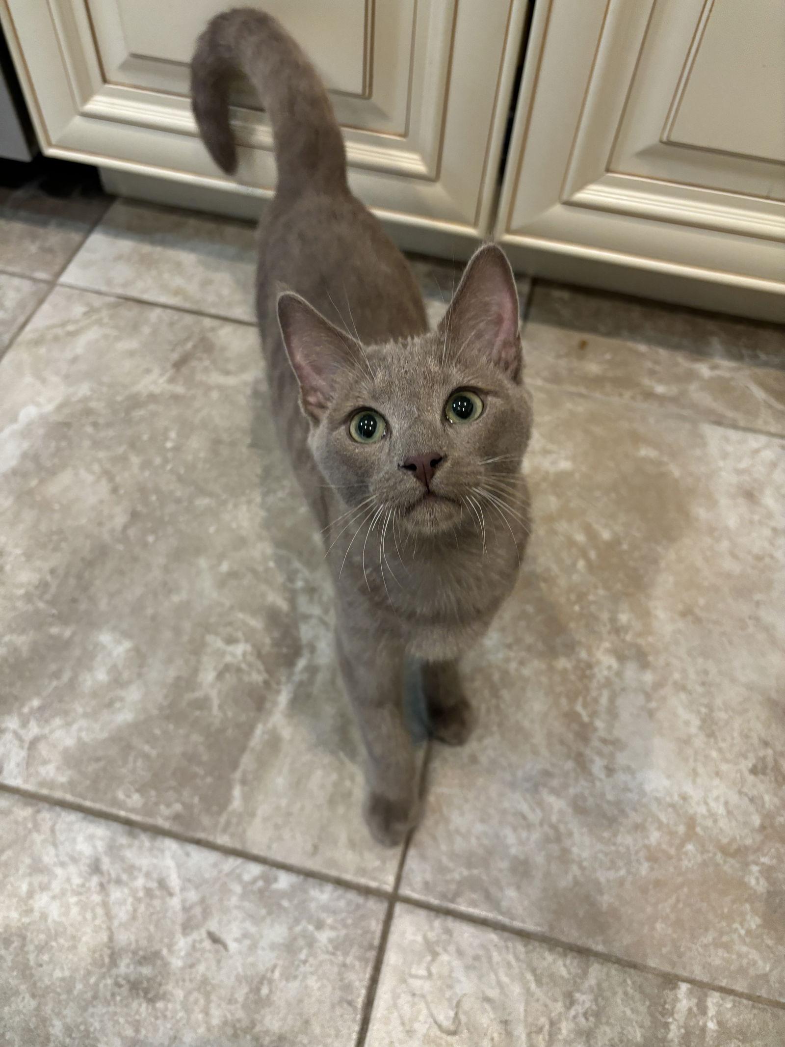 Enlarge Flan ( BS), a Adoptable Tabby in Vacaville, CA image 2/3