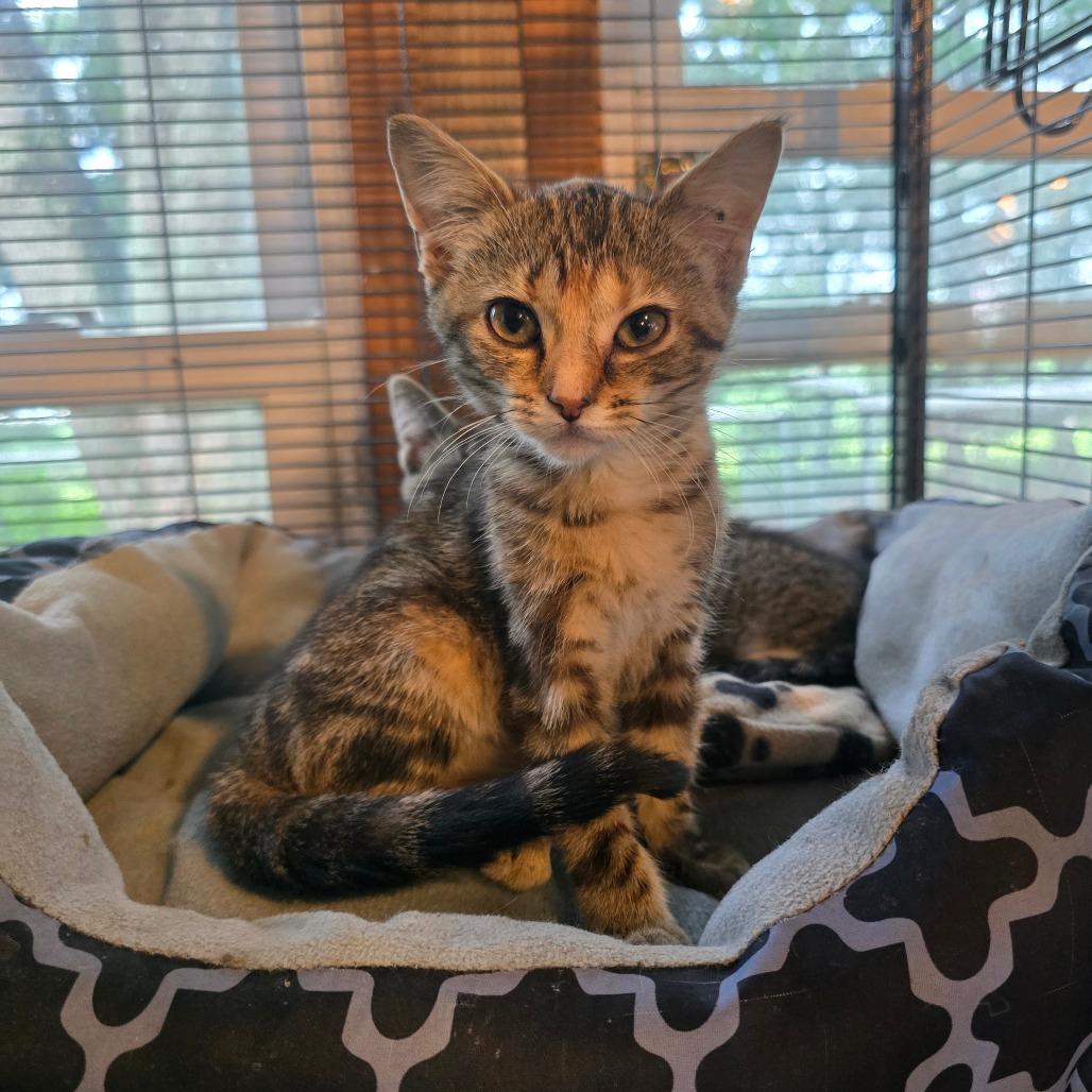 Nyla, Adoptable, Young Female Domestic Short Hair.