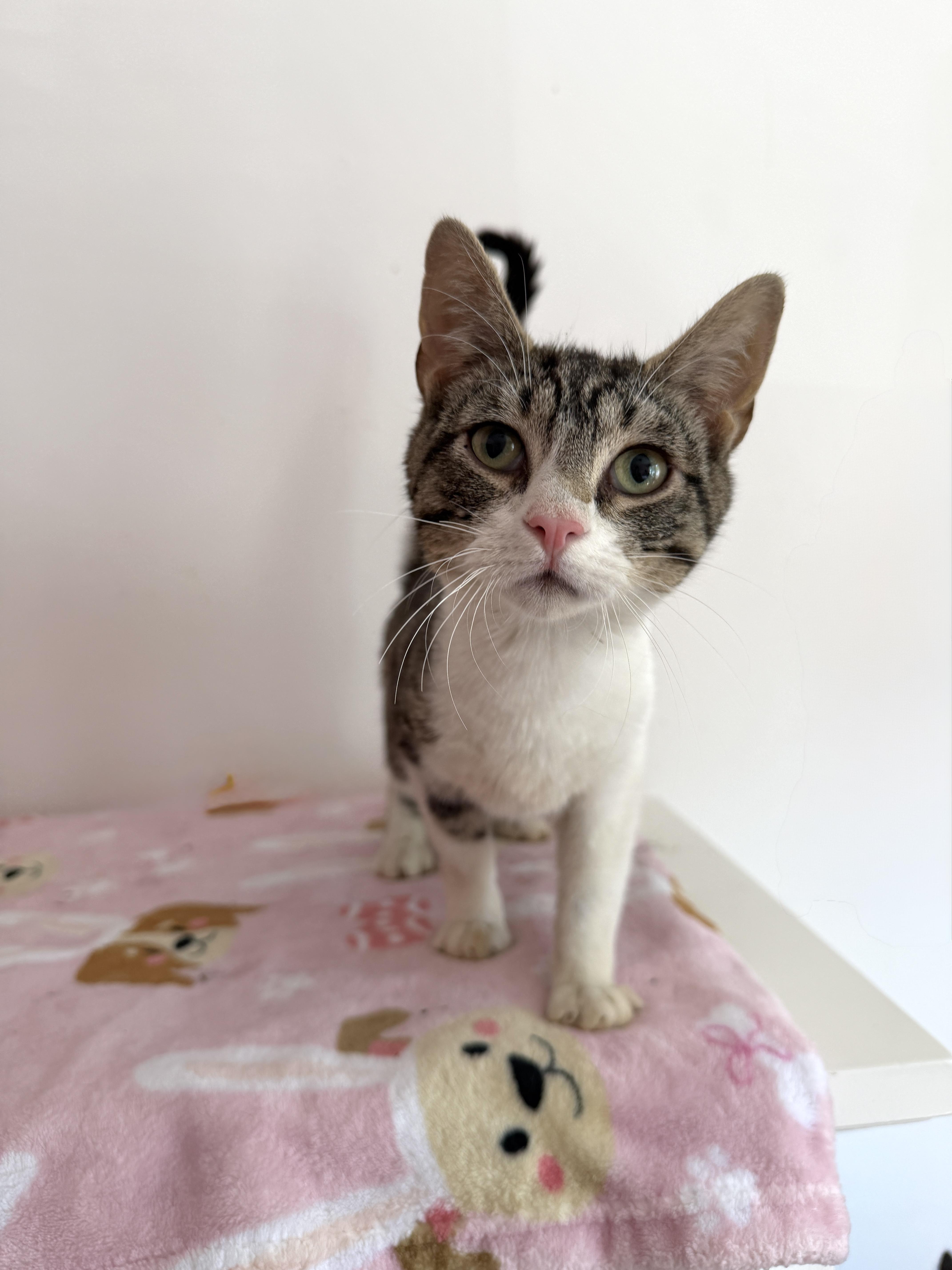 Enlarge WINSTON, a ADOPTABLE Tabby in New York, NY image 1/1