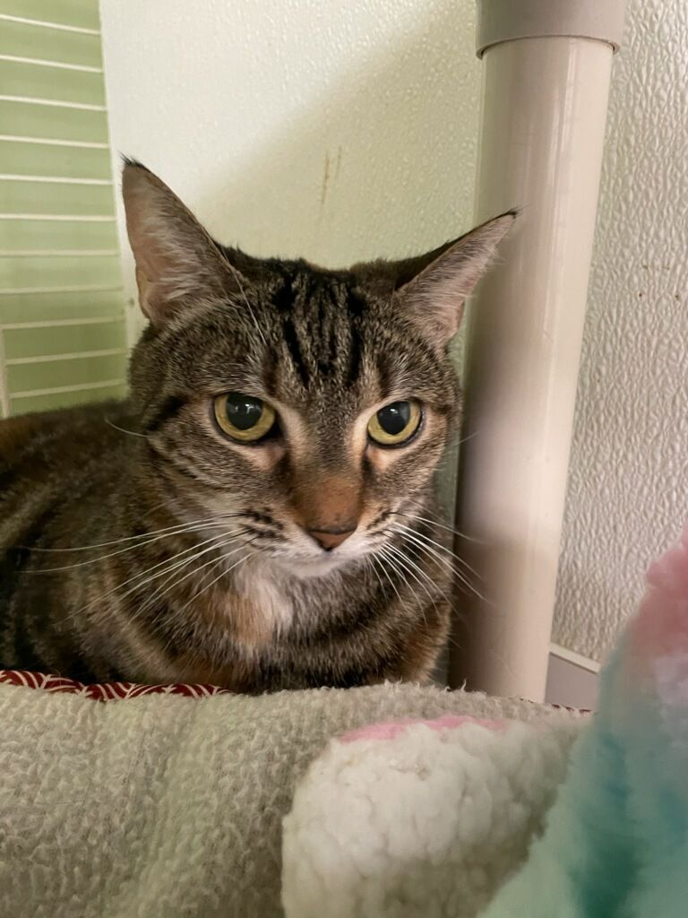 Gypsy, a Adoptable Domestic Short Hair in Margate, FL image 1/2