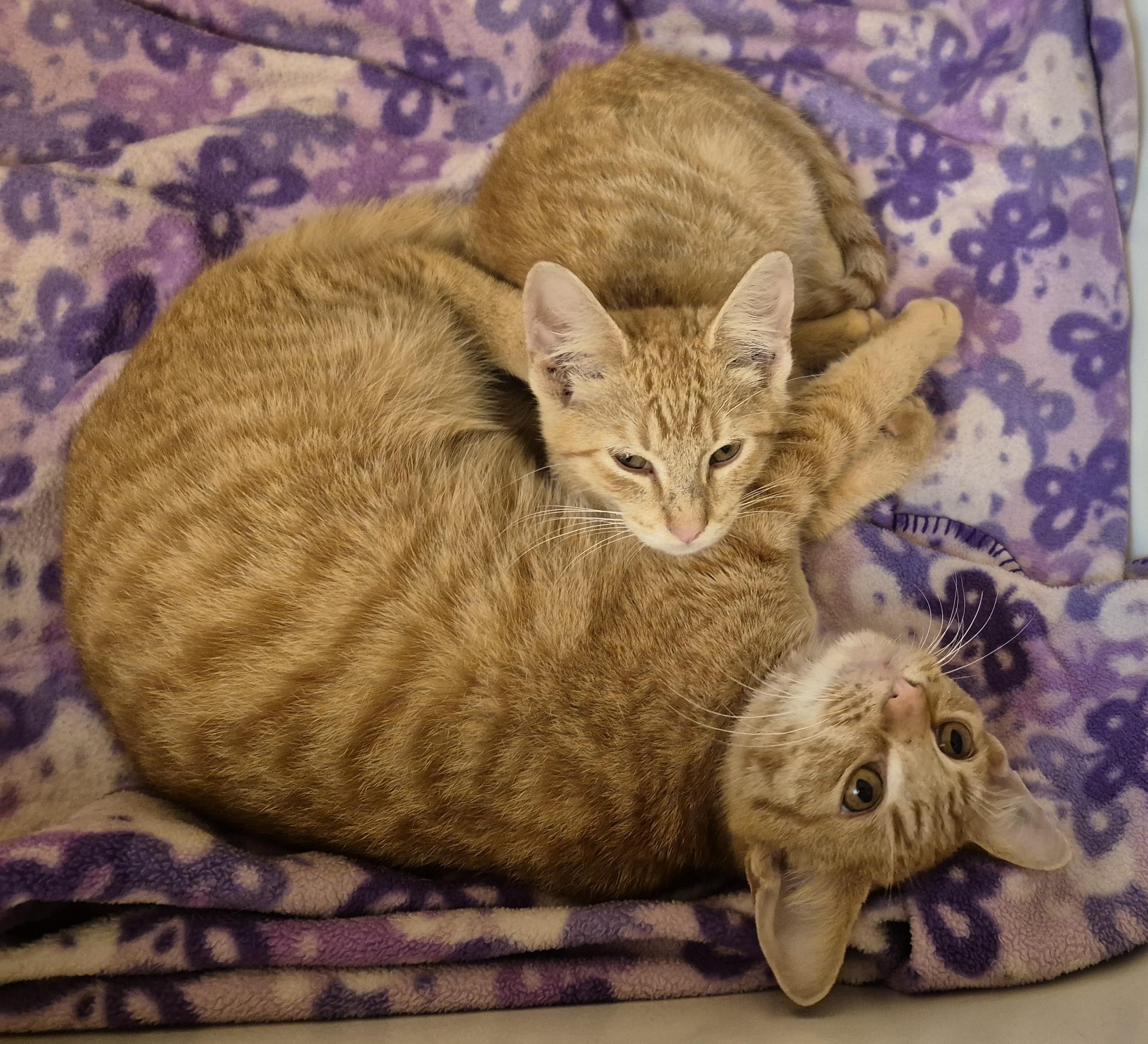 Enlarge ORANGE MAN, a Adoptable Domestic Short Hair in Highland Park, NJ image 2/5