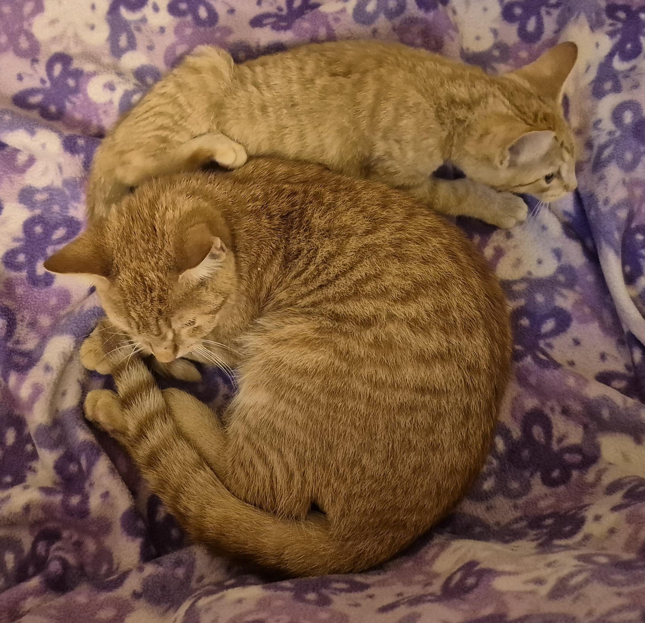 Enlarge ORANGE MAN, a Adoptable Domestic Short Hair in Highland Park, NJ image 3/5