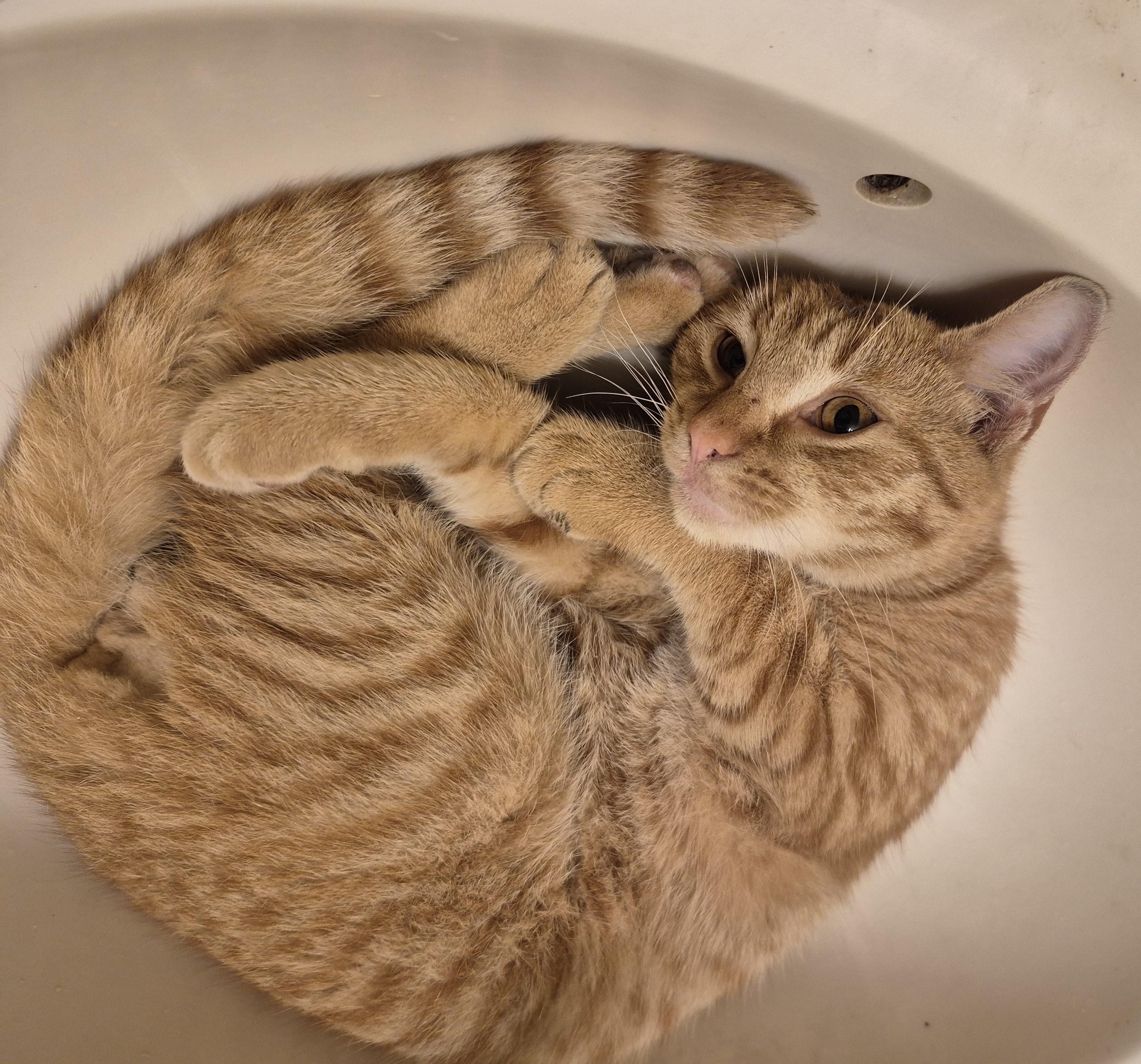 Enlarge ORANGE MAN, a Adoptable Domestic Short Hair in Highland Park, NJ image 1/5