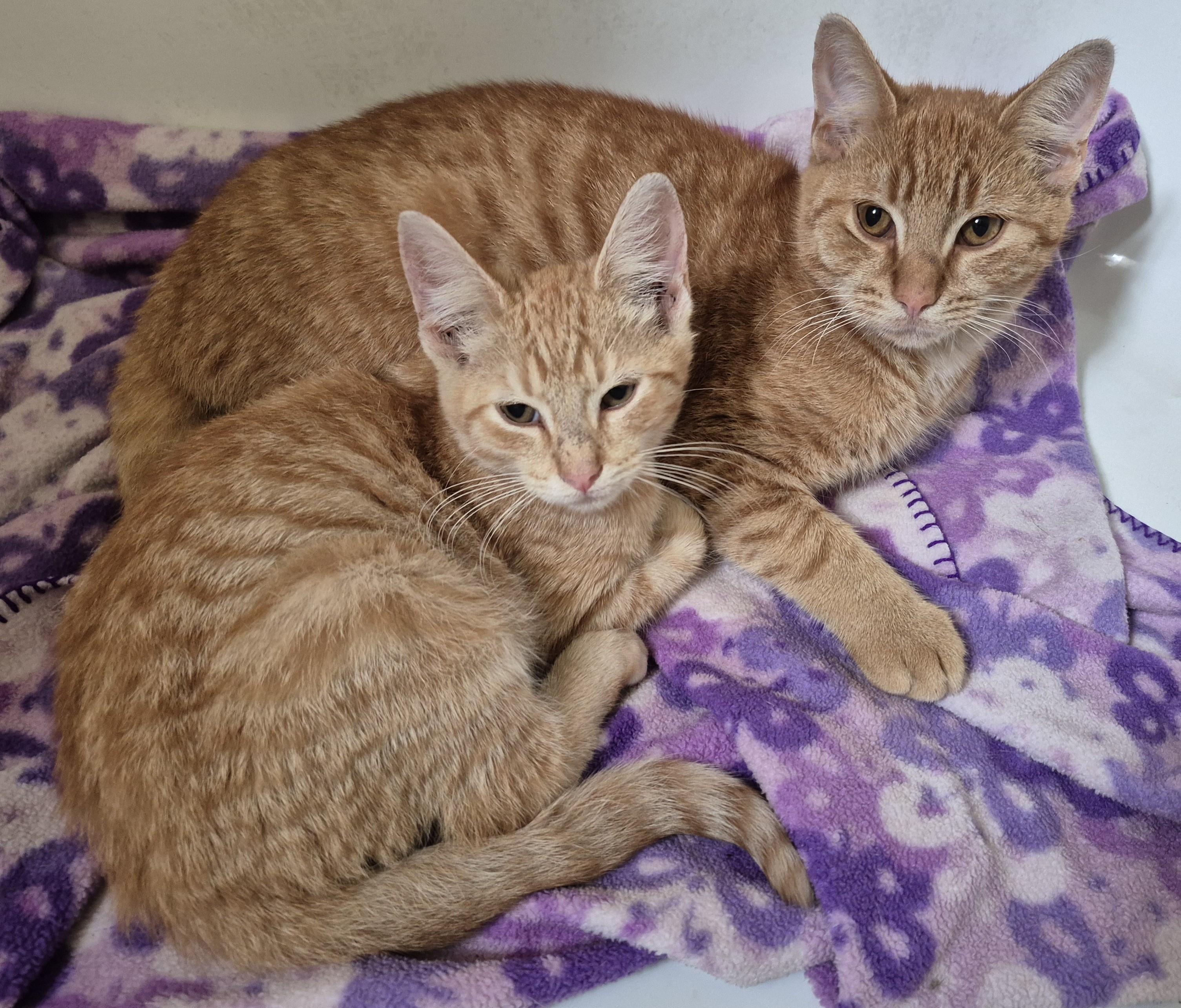 Enlarge ORANGE MAN, a Adoptable Domestic Short Hair in Highland Park, NJ image 5/5