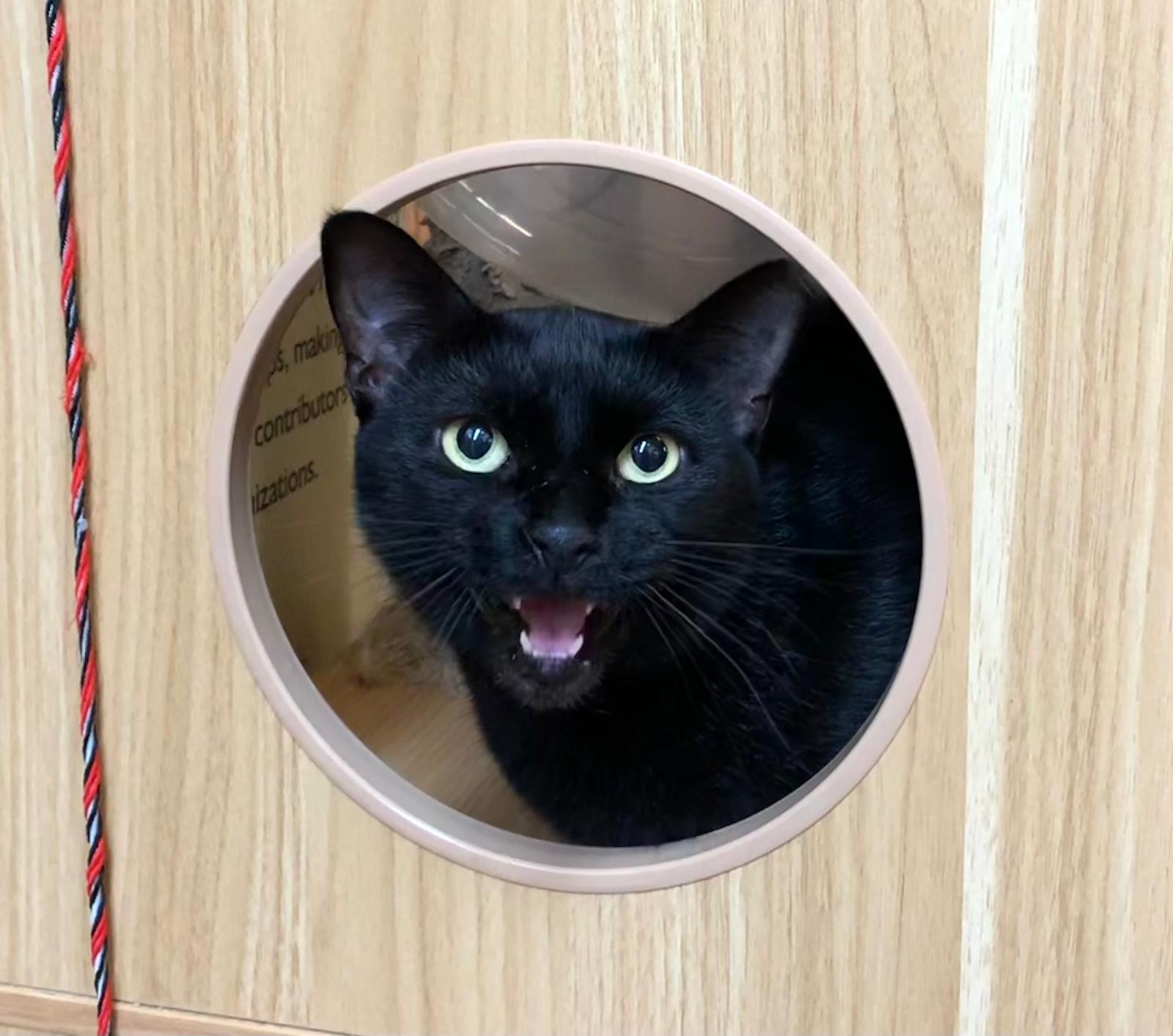 Enlarge Missy, a Adoptable Domestic Short Hair in Miami, FL image 1/1