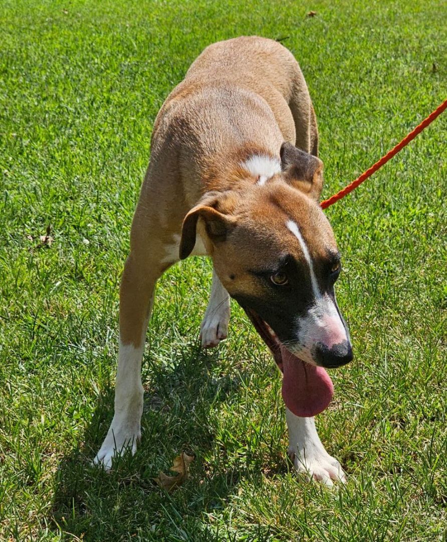 Garnet, Adoptable, Young Female American Staffordshire Terrier & Boxer.