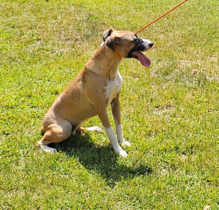 Enlarge Garnet, a Adoptable mixed breed in Atlanta, GA image 2/4