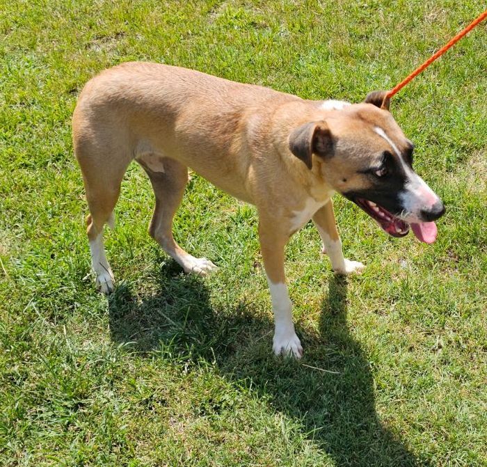 Enlarge Garnet, a Adoptable mixed breed in Atlanta, GA image 4/4