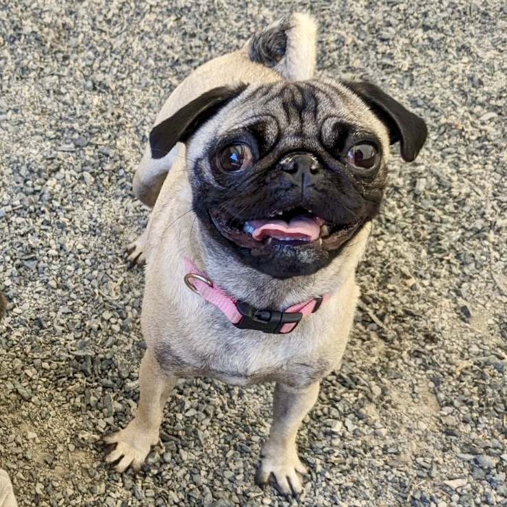 Farrah, a Adopted Pug in Petaluma, CA image 1/3
